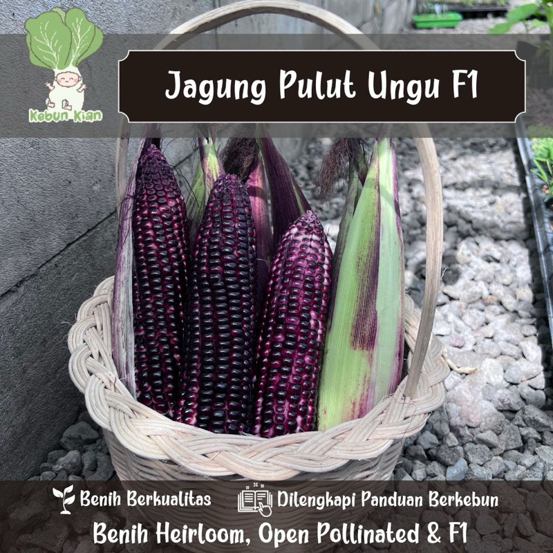 10 Biji - Benih Jagung Pulut Ungu F1