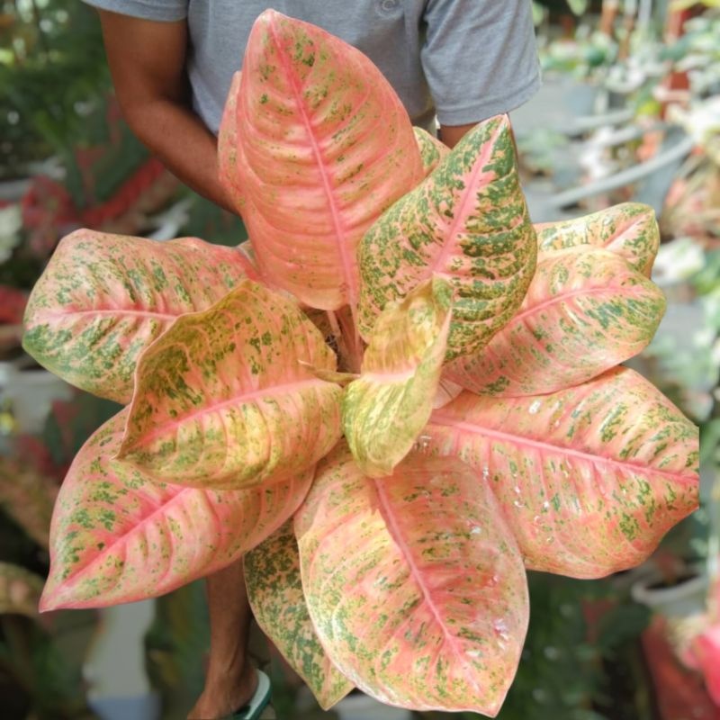 Aglonema Harley Queen