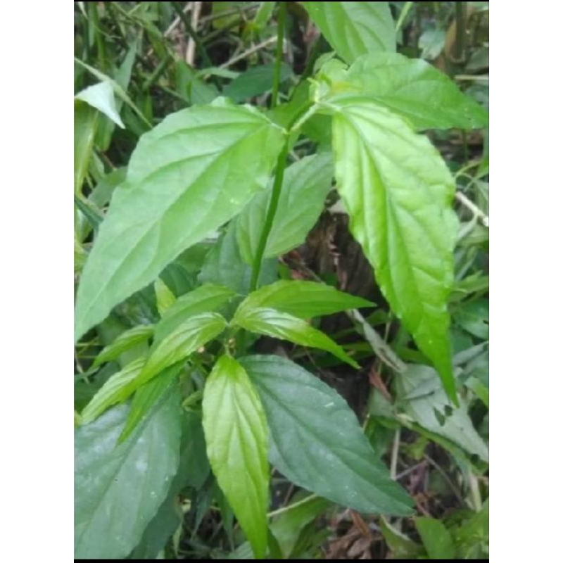 

daun belai gajah/daun kalingsir/segar 500 kg