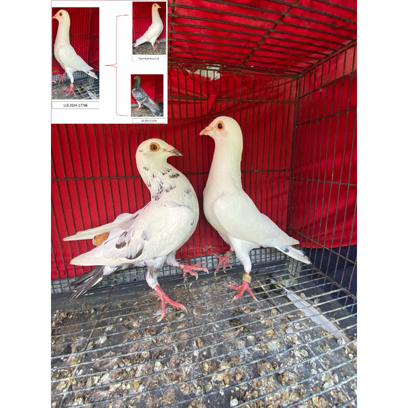 sepasang merpati pos