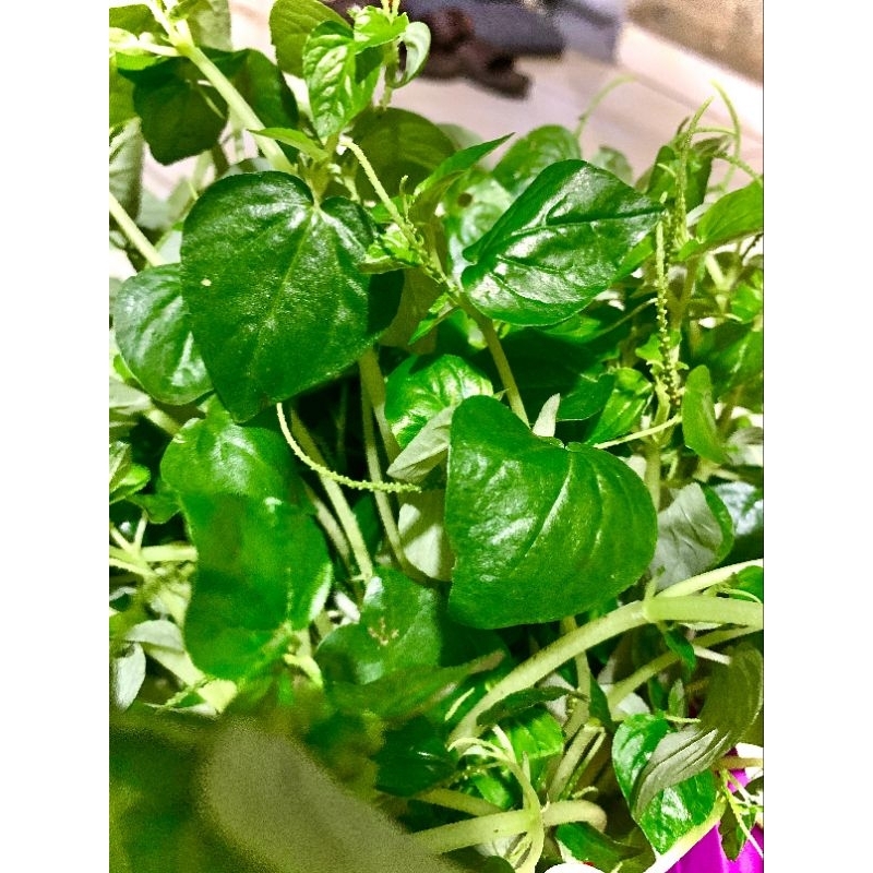 

DAUN SIRIH CINA SEGAR 1KG TERMURAH