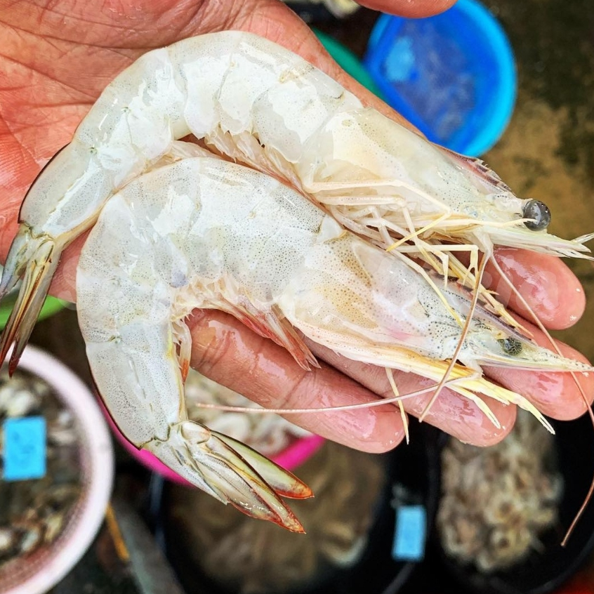 Udang Peci Segar Udang Peci 1Kg Udang Peci Jerbung Segar Seafood Udang Segar Udang Laut Udang 1Kg
