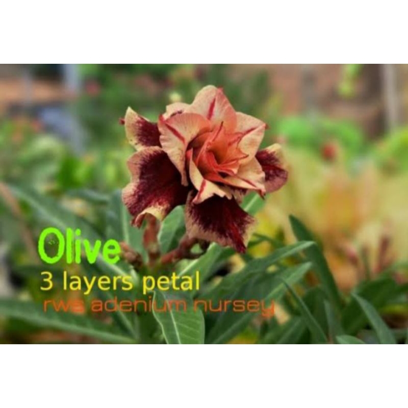 olive adenium grafting bunga tumpuk