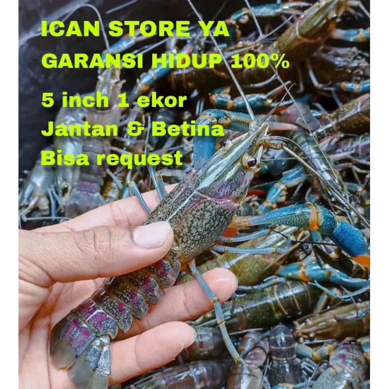 

lobster air tawar 5 inch redclaw