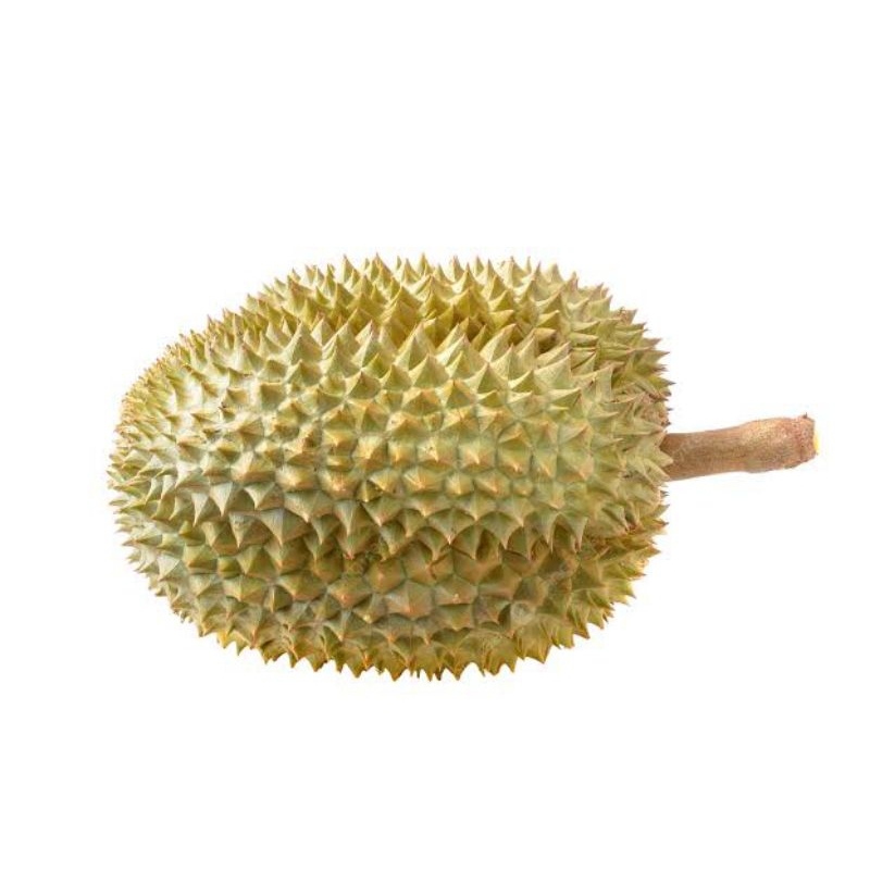 

Replika buah durian 1pcs cocok untuk ( mainan anak2 / dummy / dekorasi rumah / display / sample makanan / imitasi )