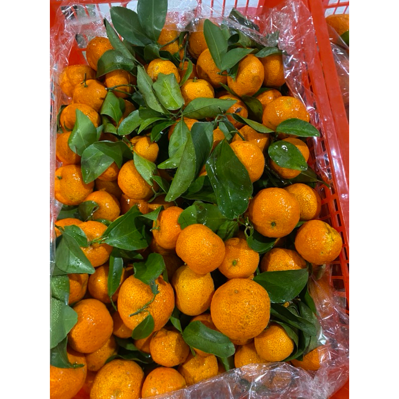 

jeruk santang birma (tanpa biji)