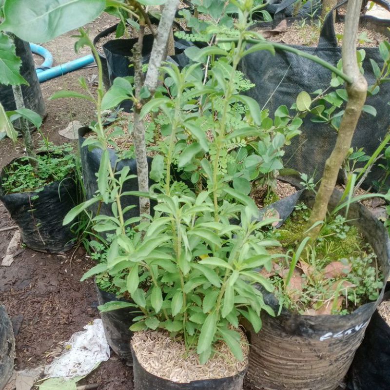 Tanaman Stevia