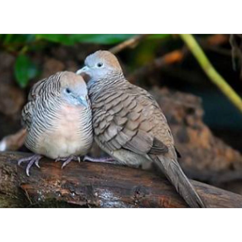 Sepasang Burung Perkutut Bangkok Pakai Ring