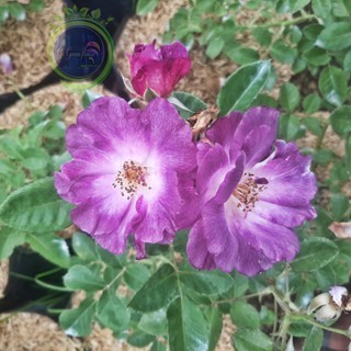 MAWAR  IMPORT BLUE FOR YOU Tanaman Hidup Bibit Bunga Mawar import Hidup-Mawar wangi-Mawar Rambat-Maw