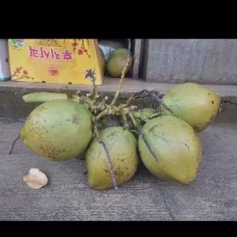 

Degan kelapa ijo