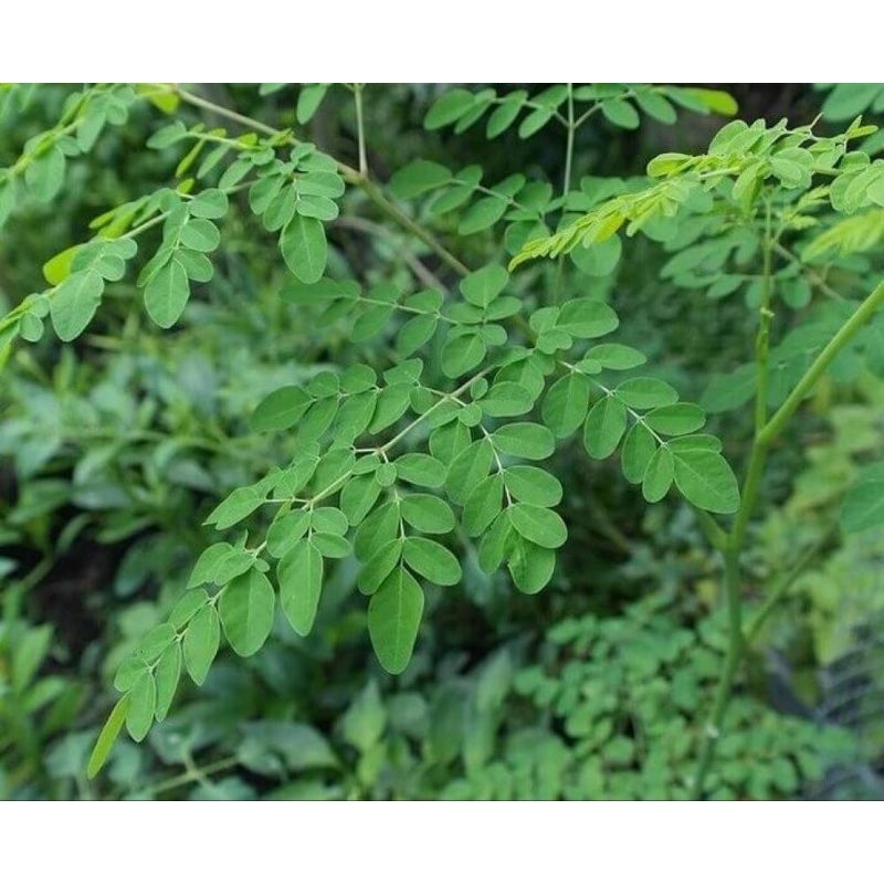 

Daun Kelor
