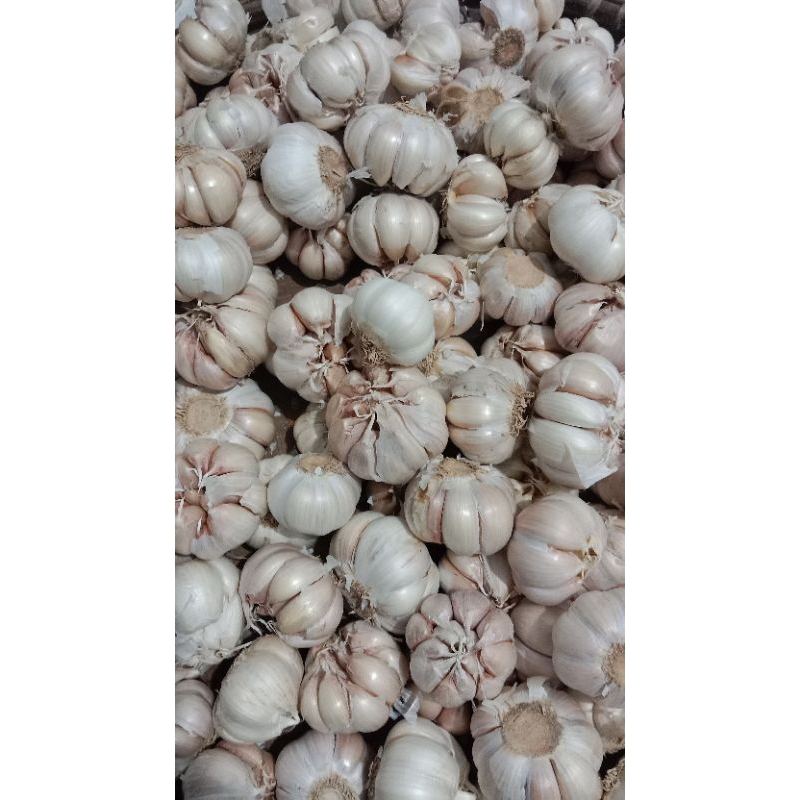 

Bawang Putih Honan Bulat Bersih dari tangkai