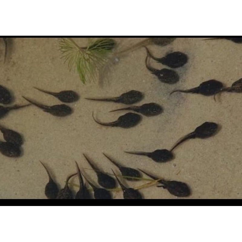 peromo kecebong katak sawah asli ( cina)