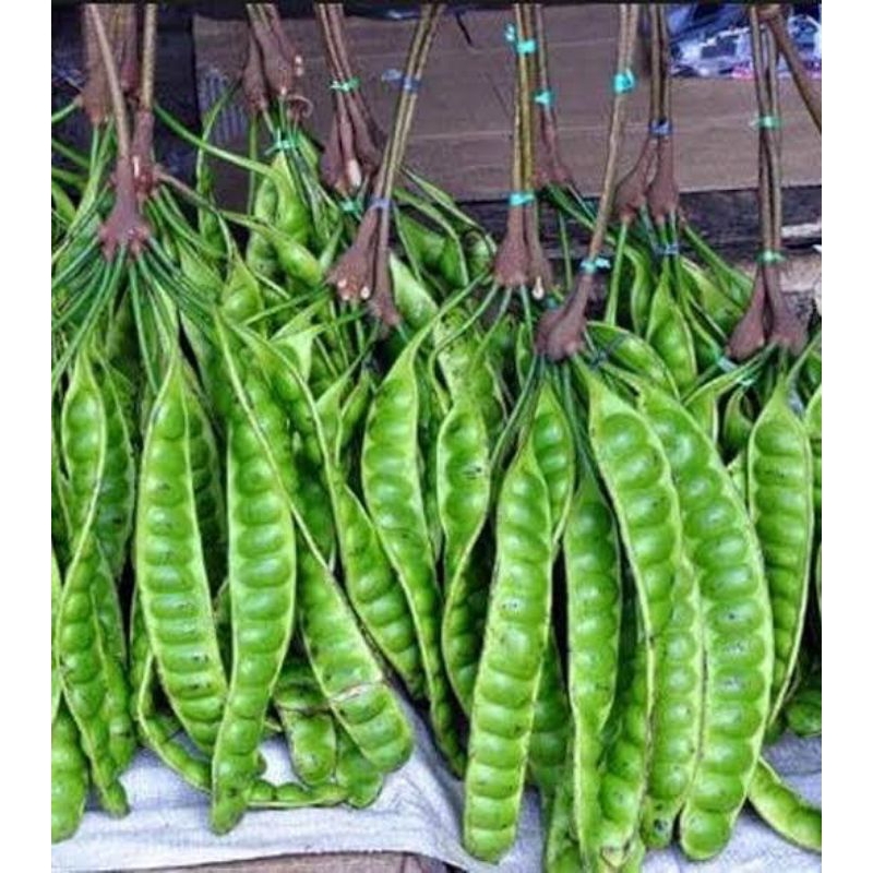 bibit Pete / petai okulasi