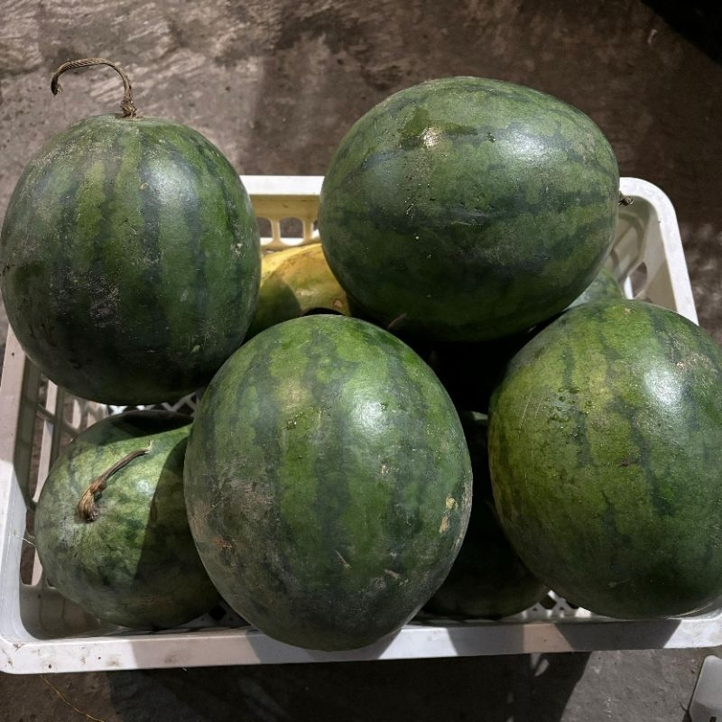 

Semangka 1 Buah 2 kg lebih