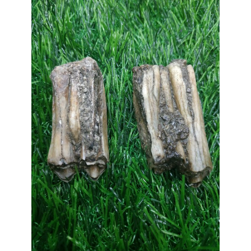 siung warak sepuh membatu