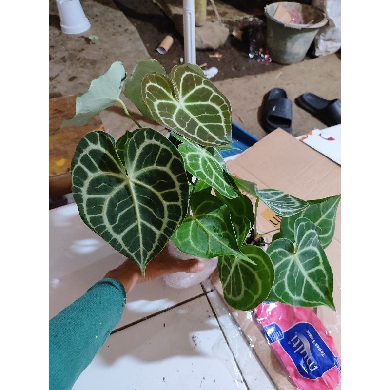 Anthurium clarinervium/tarantula