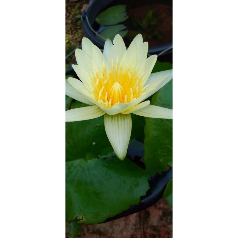 Tanaman hias bunga teratai kuning semu