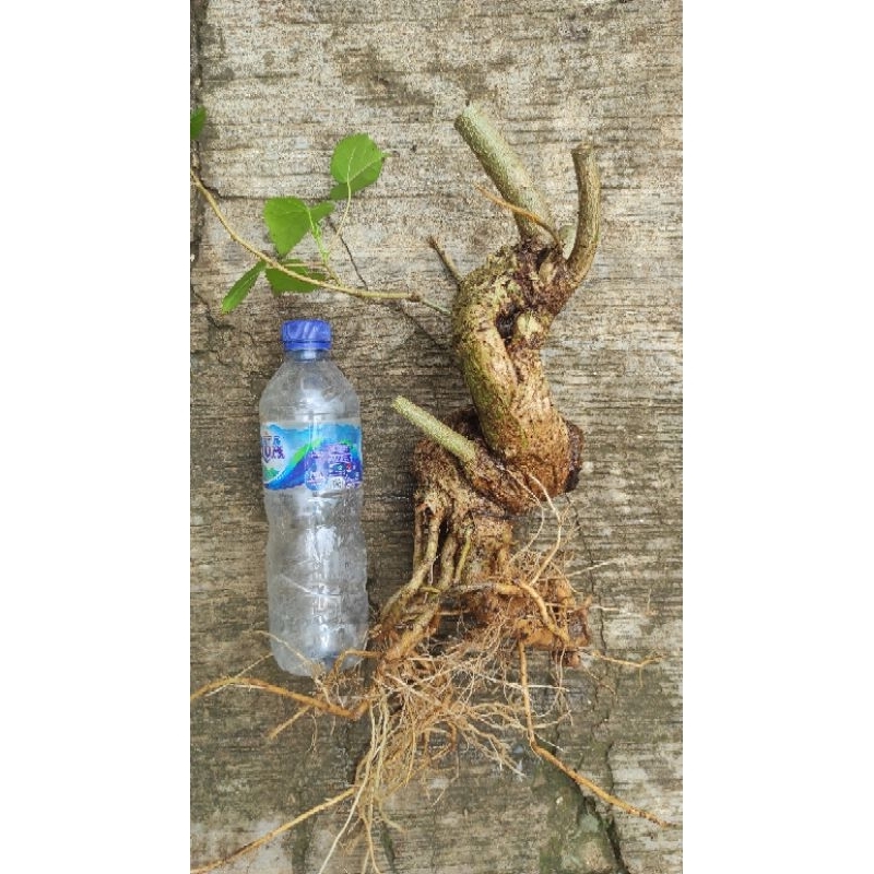 Bonsai Waru Lokal, Bonsai Waru prospek