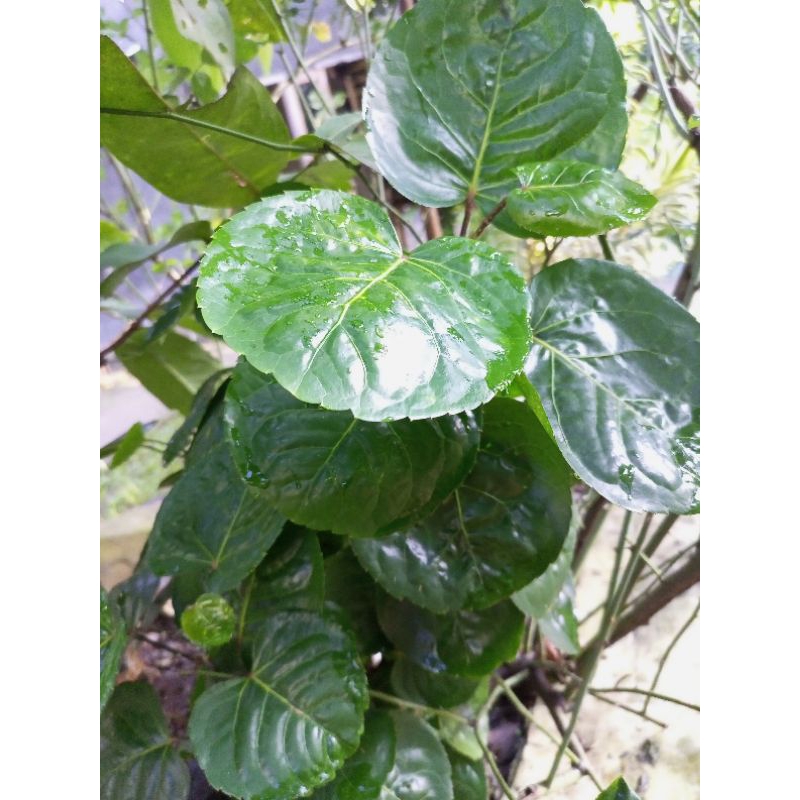 

daun mangkokan segar 50 pcs merangsang pertumbuhan rambut
