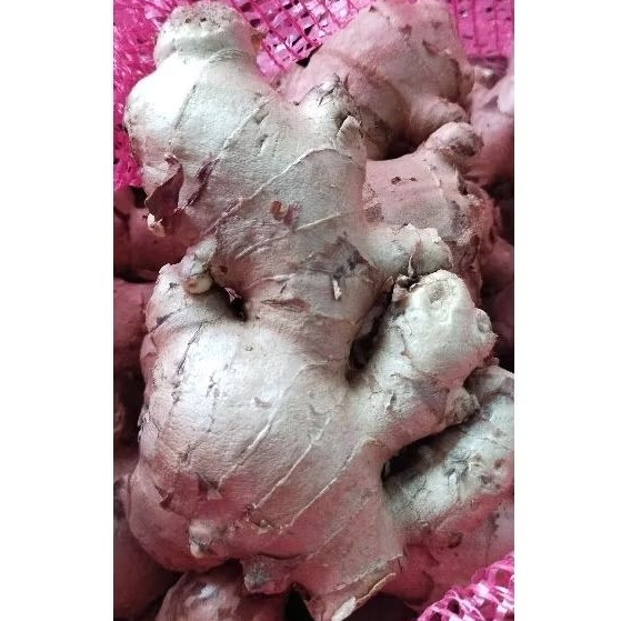 

HARGA GROSIR JAHE PUTIH 1 KG