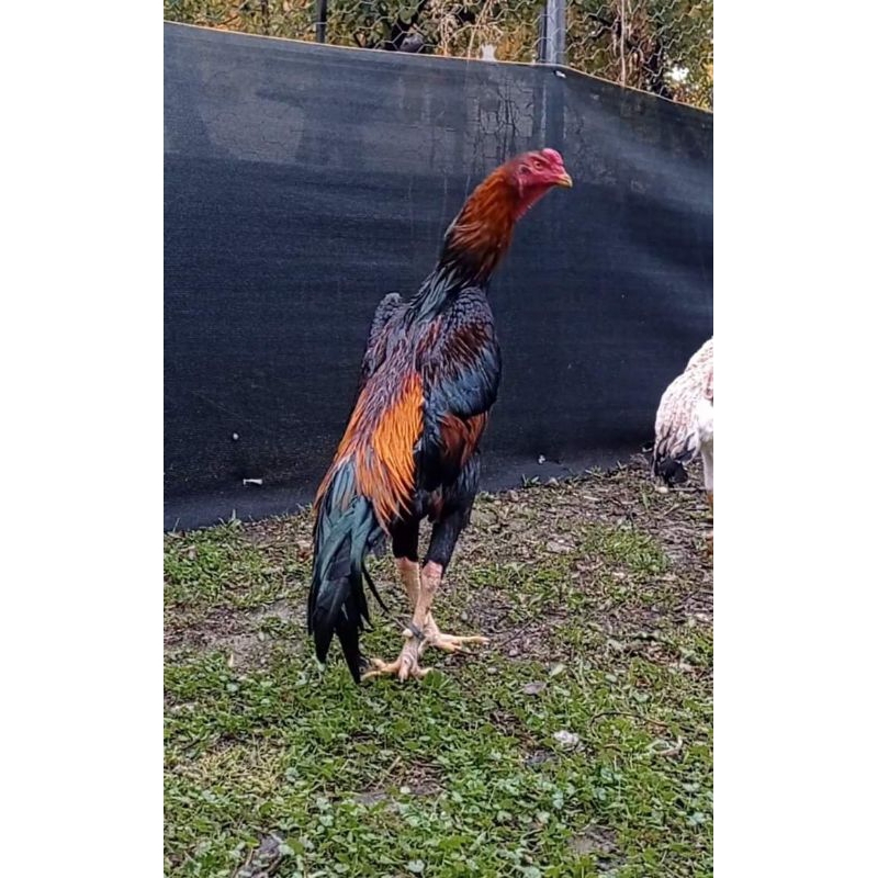 Materi Pejantan Shamo Ori Tulangan Tebal Besar