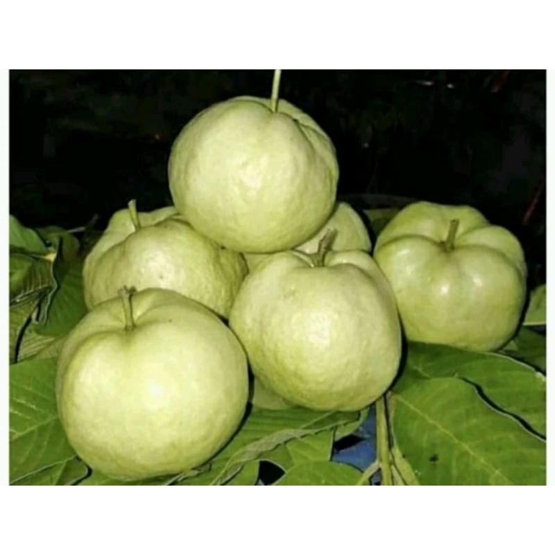 

JAMBU KRISTAL