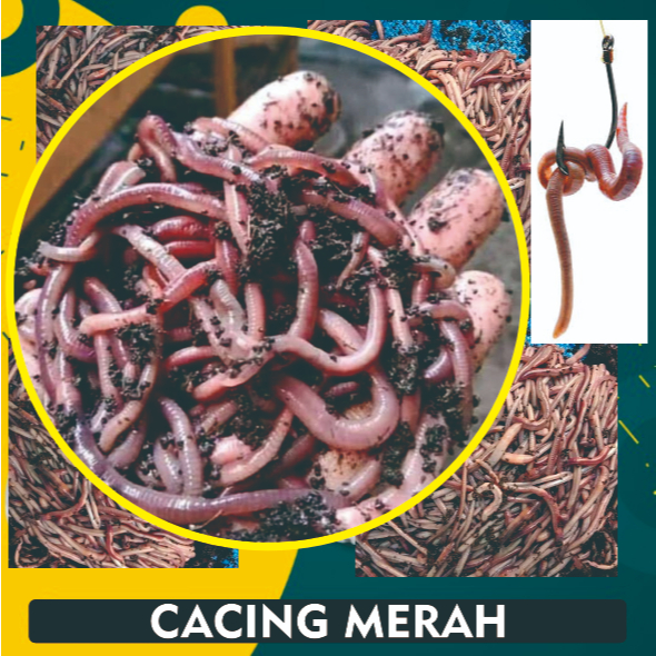 cacing merah umpan mancing / cacing tanah hidup untuk mancing pakan burung dan ikan