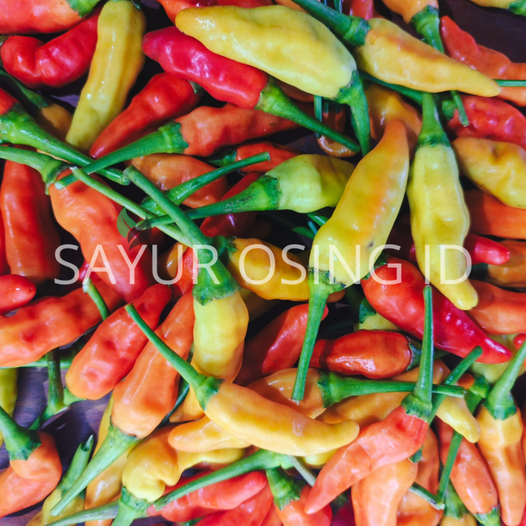 

CABE RAWIT MERAH SEGAR 500 GRAM