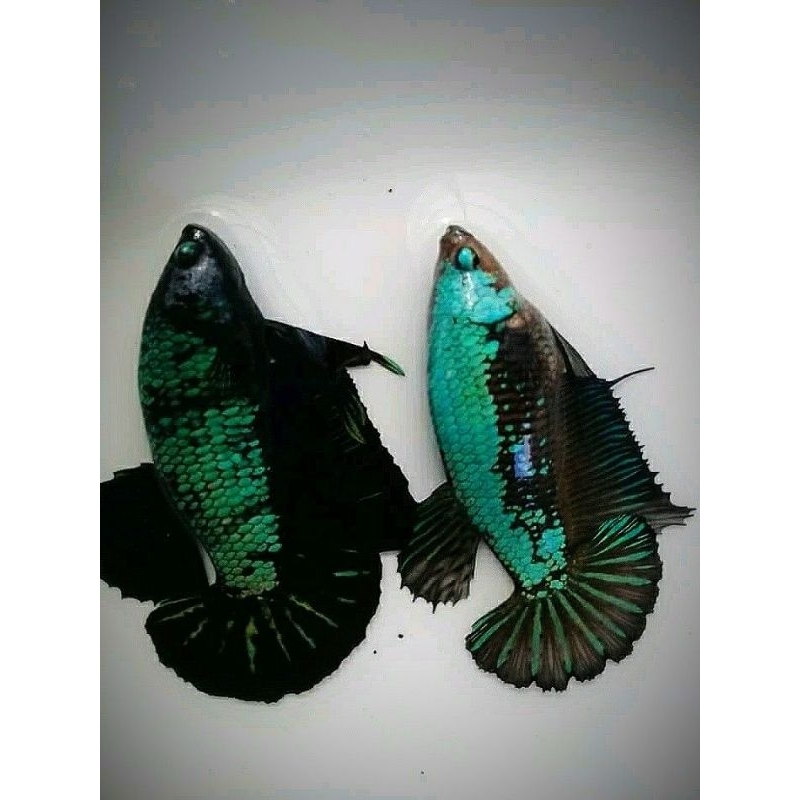 IKAN CUPANG BETINA HALFMOON