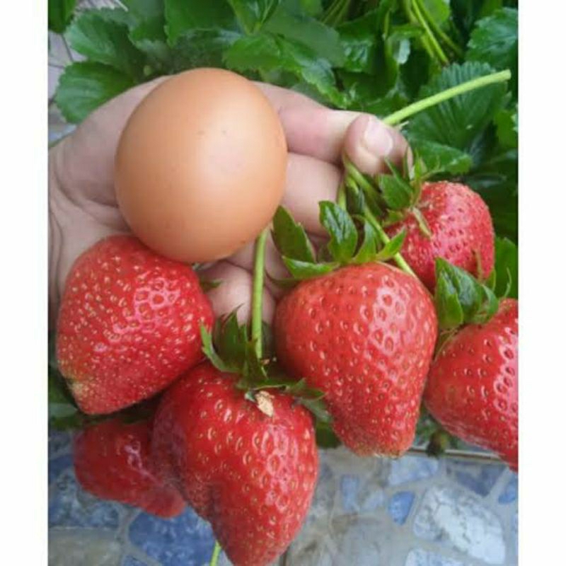 Bibit Tanaman Strawberry SAGAHONOKA jumbo sudah berbunga COD