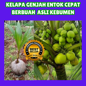 BEBAS JAMUR  Bibit Kelapa Genjah Entok Segar