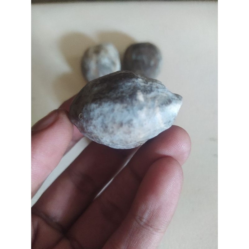 Muncang aduan jenis Jawa di tower original