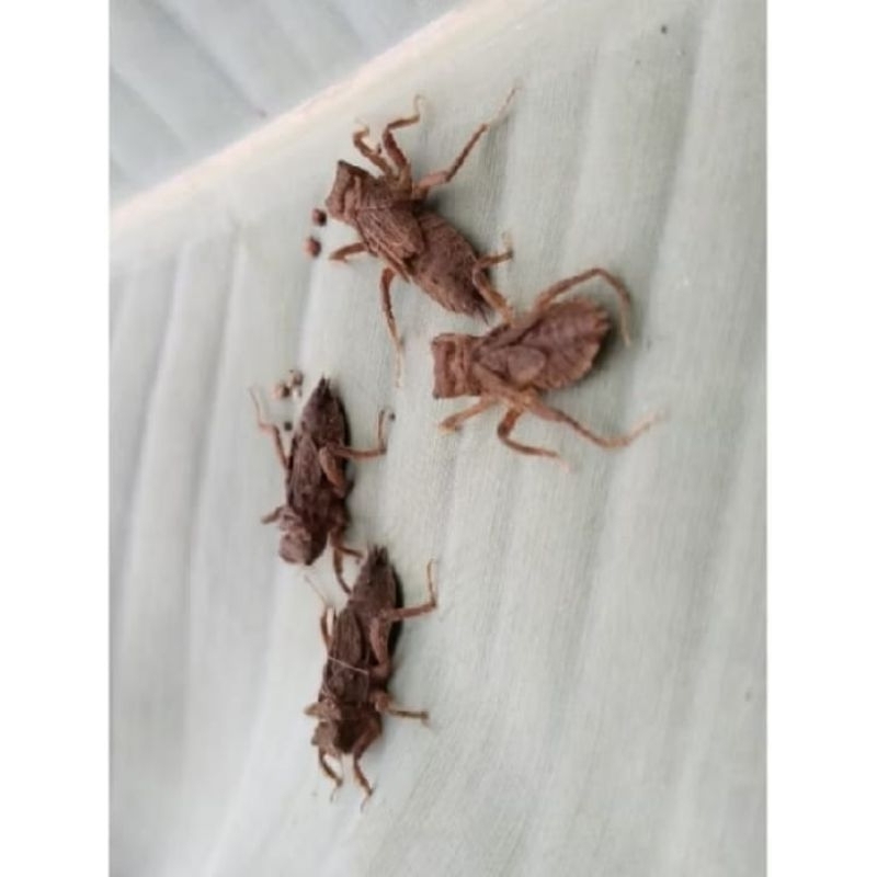 larva capung /50 ekor