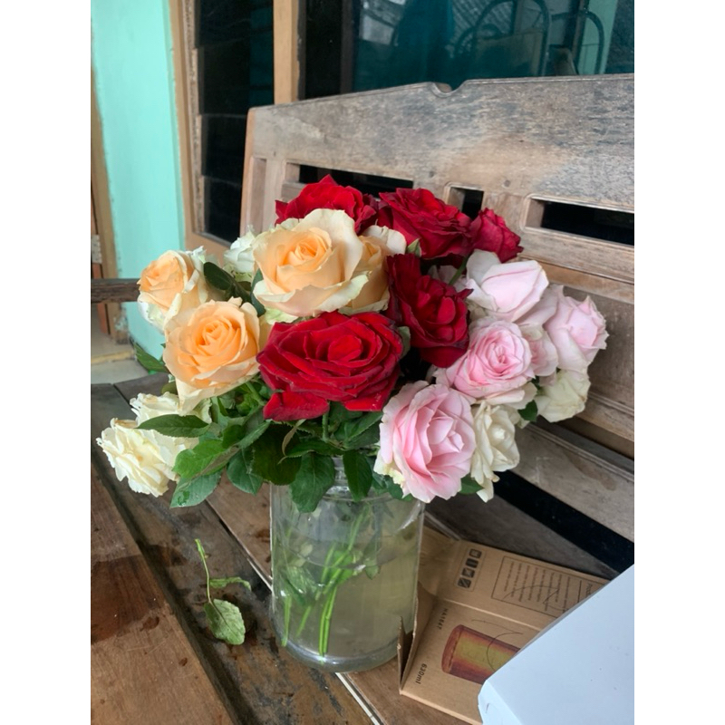 Bunga Mawar Hidup Asli