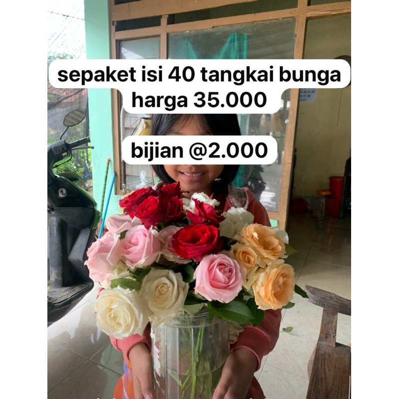 Bunga Mawar Hidup Asli