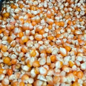 

jagung pipil kering langsung dari petani.