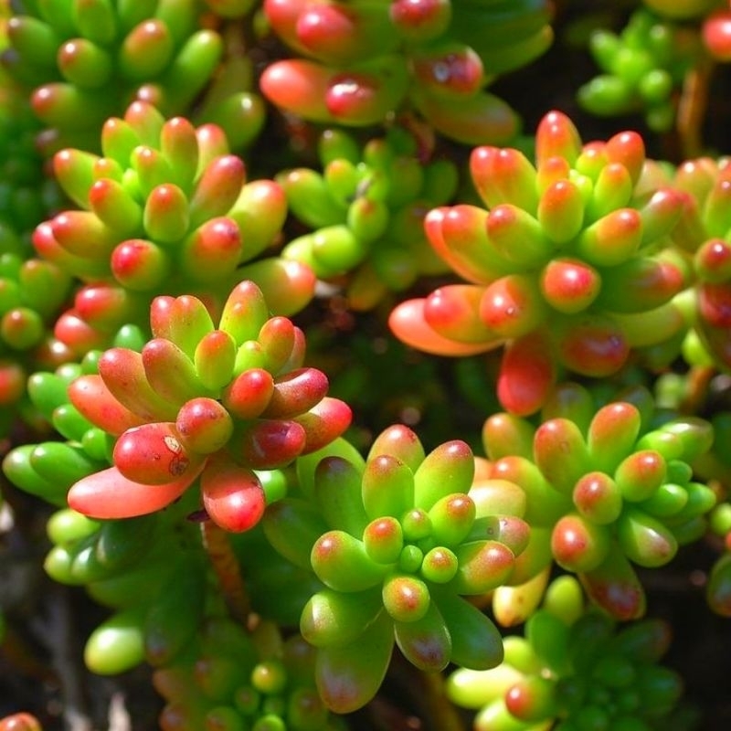 Sukulen Kaktus Hidup Jelly Bean Free Pot