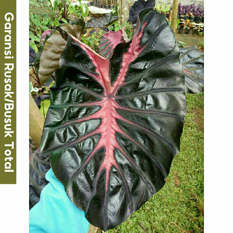 (Ukuran Kecil) Bibit Colocasia The King Ori Import