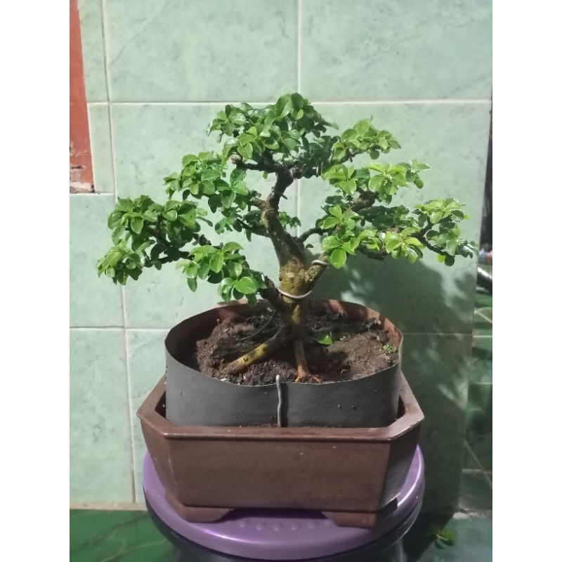 tanaman bonsai sisir/kaliage mame