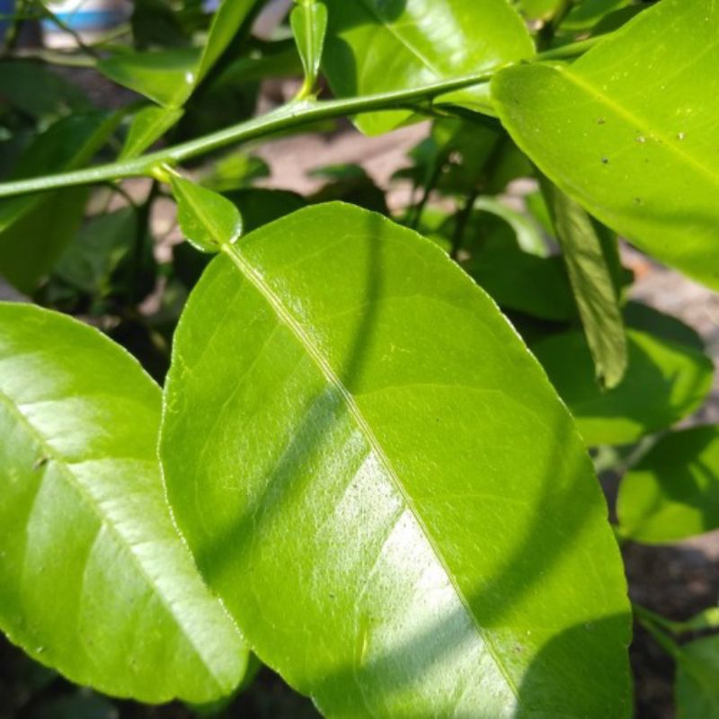 

daun jeruk nipis obat herbal 100gram