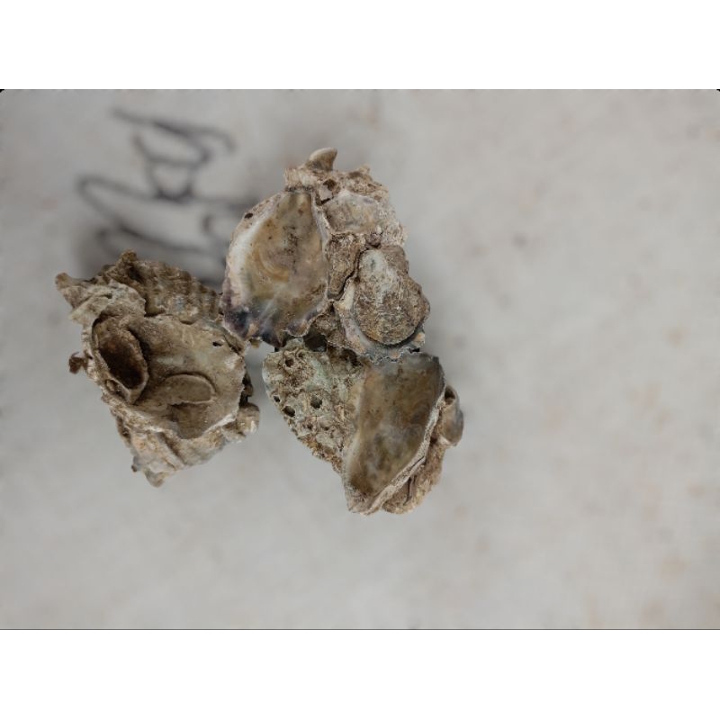Termurah kerang oister / oyster shell cangkang kerang media filter