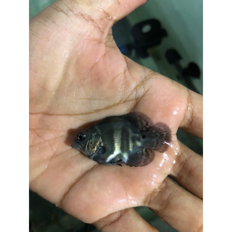 hiasan aquarium oscar sb tiger short body unik