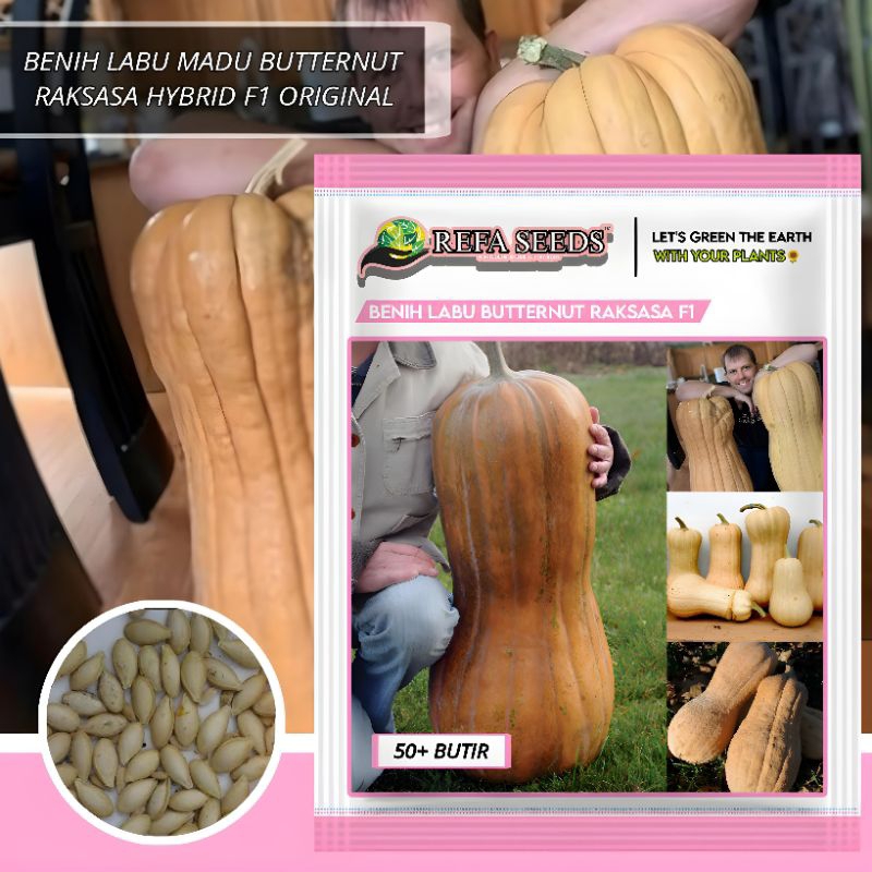 1 Pak 100 Biji Benih Labu Butternut Raksasa F1 Original 100% / Benih labu madu raksasa