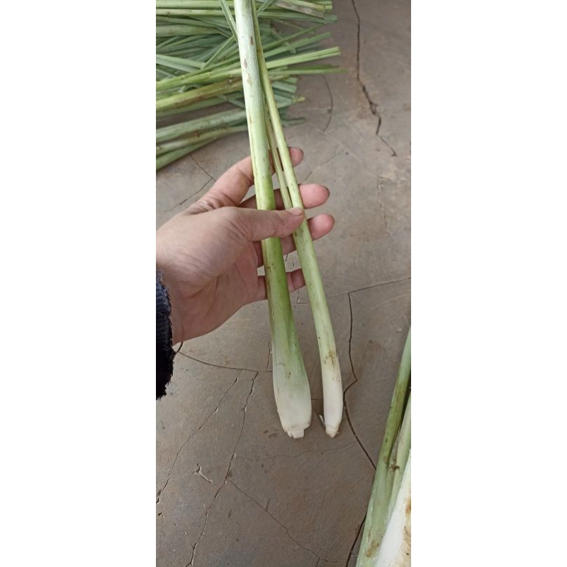 

SERAI sereh wangi segar spesial (500 gram/kemasan)