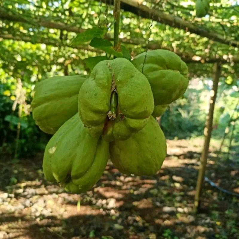 Benih labu siam anggur / Bibit labu siam anggur