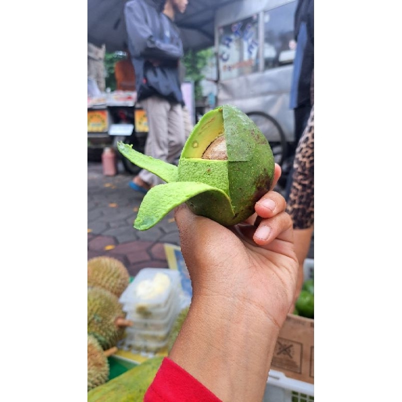 

SALE RAMADHAN !! 1Kg Alpukat Mini Boyolali isi 6 7