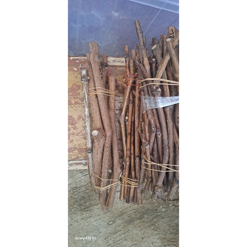 

Batang Anggur Siap tancap 040325