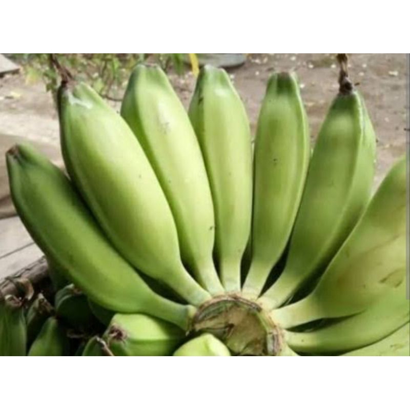 

Pisang Klutuk/Biji, segar, super untuk obat Deare, campuran rujak cingur
