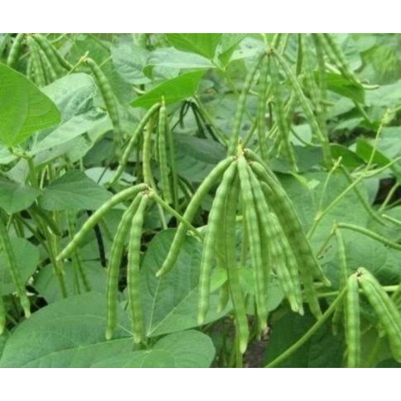 

kacang Tunggak atau Otok kocek madura